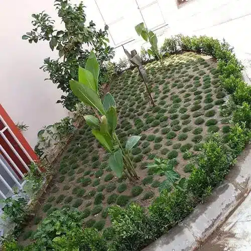 زراعة شجر منزلي